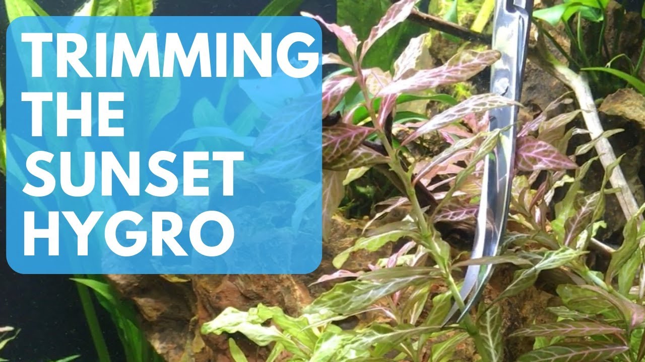Aquascaping Tools: Trimming the Sunset Hygrophila