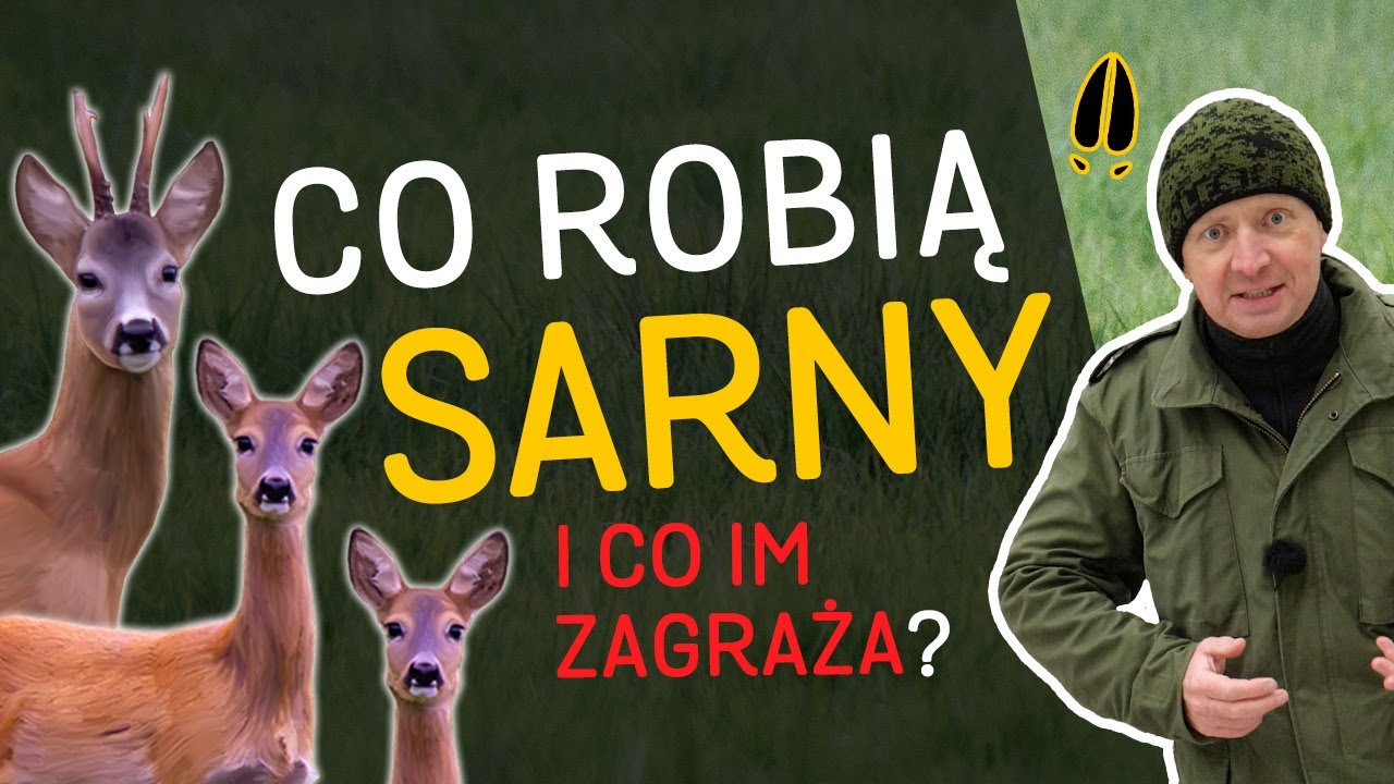 Sarny - terytoria, rozmnażanie i zagrożenia - w tym ludzie i drapieżniki 🌲