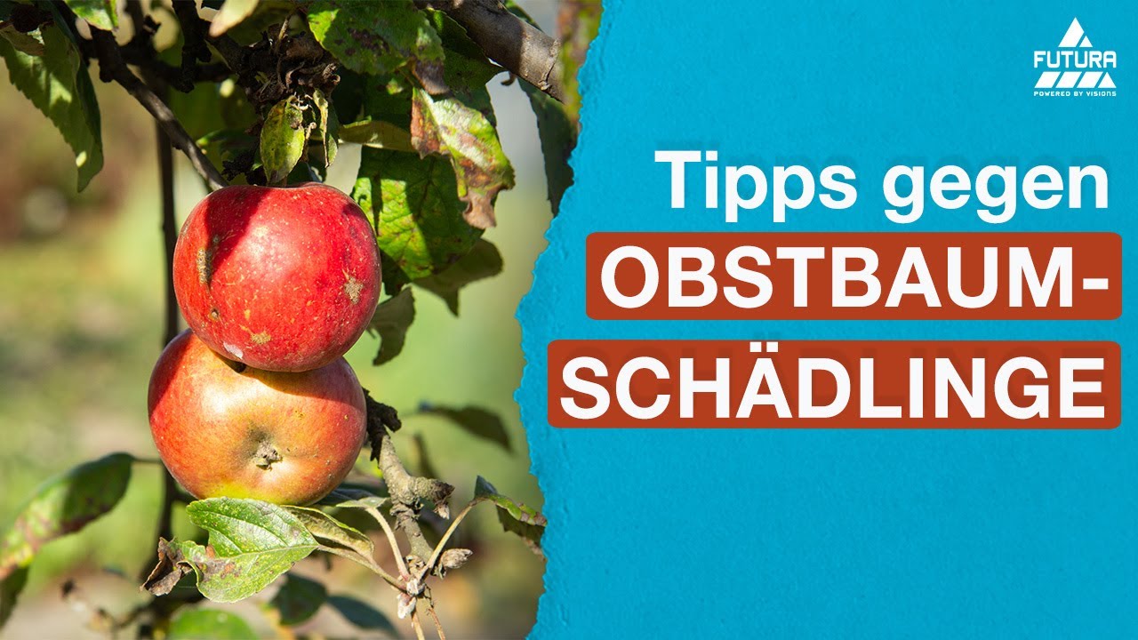 Obstbaumschädlinge bekämpfen 🍎 🐛