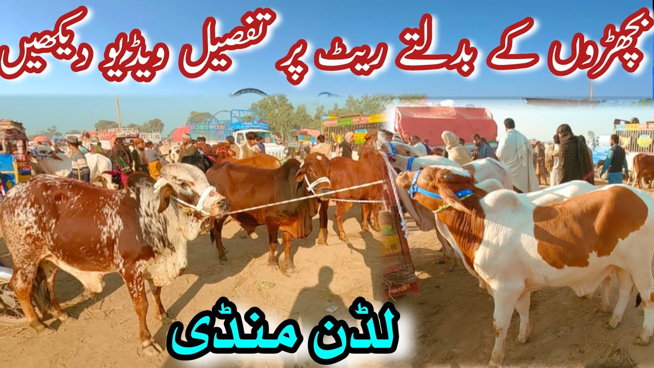 LUDDAN BACHRA MANDI LATEST PRICE UPDATE || Sahiwal Cholistani Ablock Bachray For Qurbani || Bulls