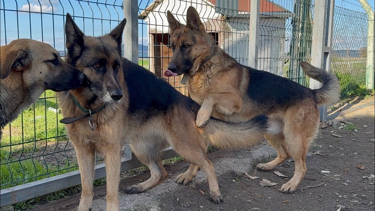 ESCOBAR’A EŞ YENİ DİŞİ ALMAN KURDU GELDİ! YENİ KÖPEK ÇOK ÜZGÜN