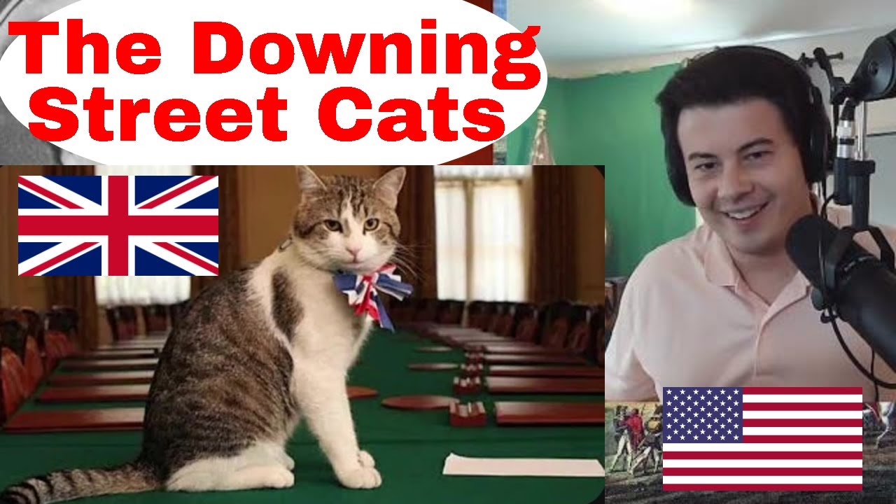 American Reacts Chief Mouser - The Downing Street Cats