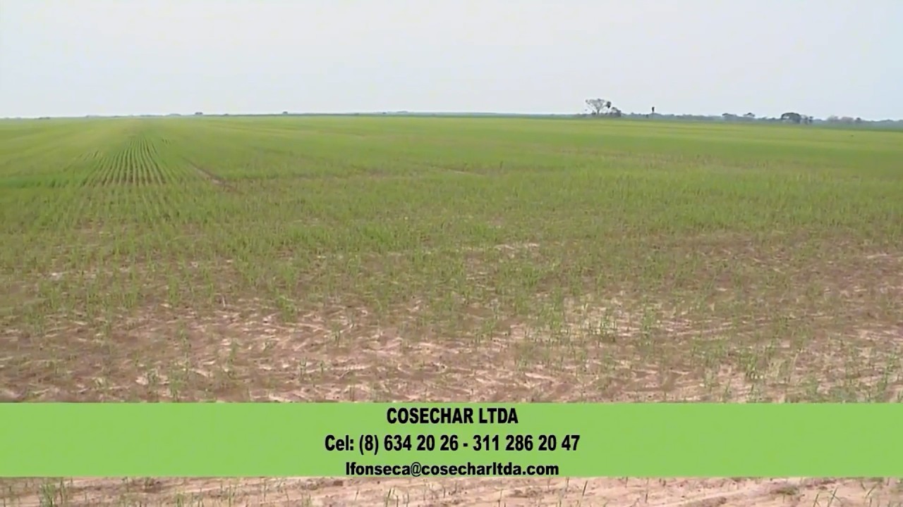 28 FEB  CAP 1   CADENA AGROINDUSTRIAL DEL ARROZ COSECHAR   CASANARE