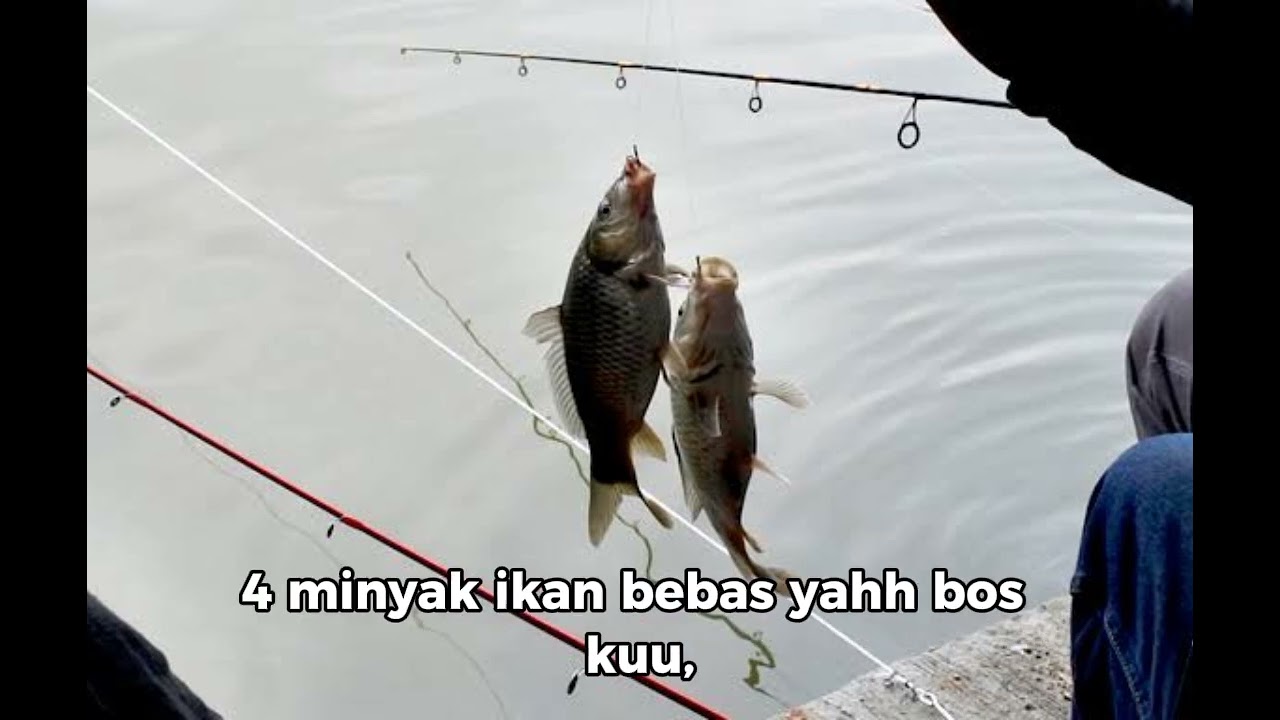 Cara bikin umpan ikan mas dasaran kinoy plus