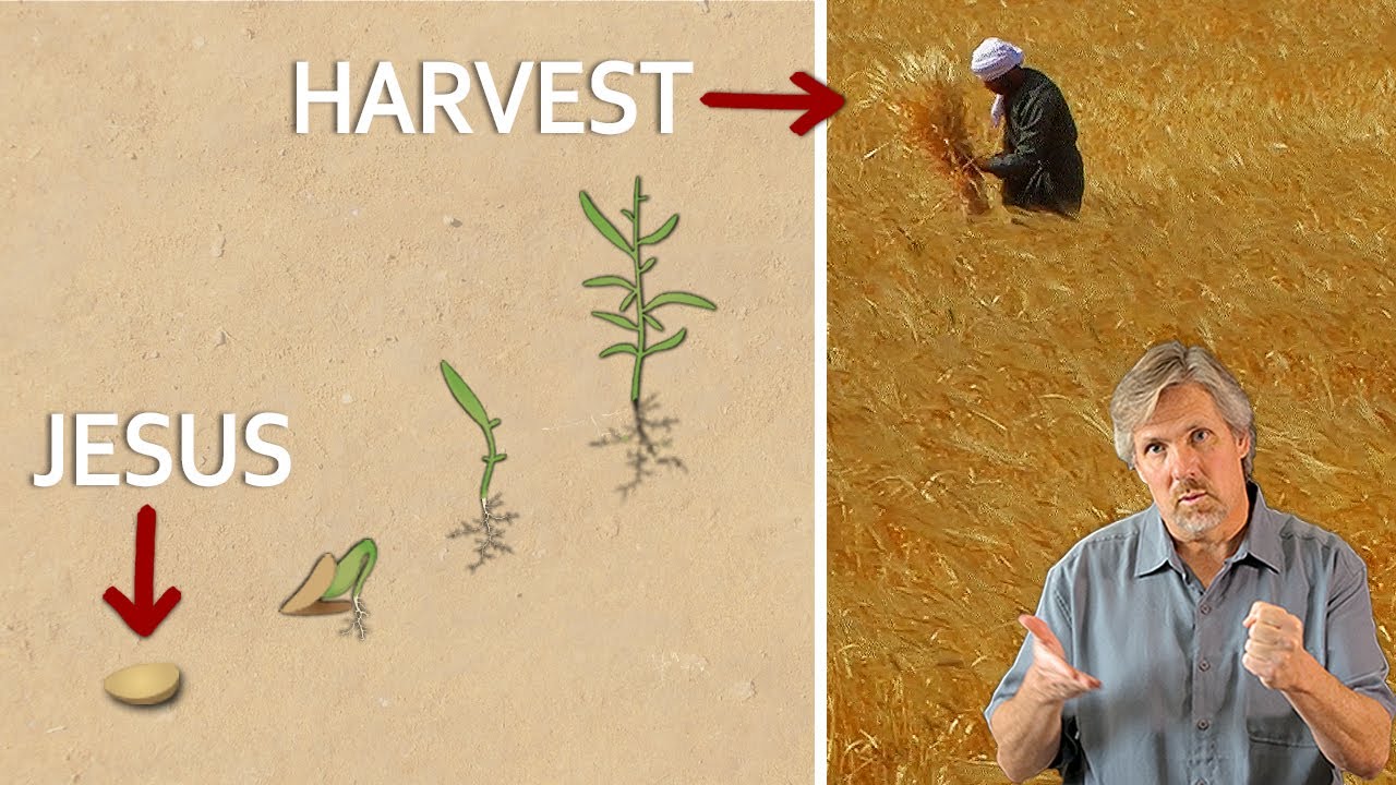 Jesus, the Grain of Wheat