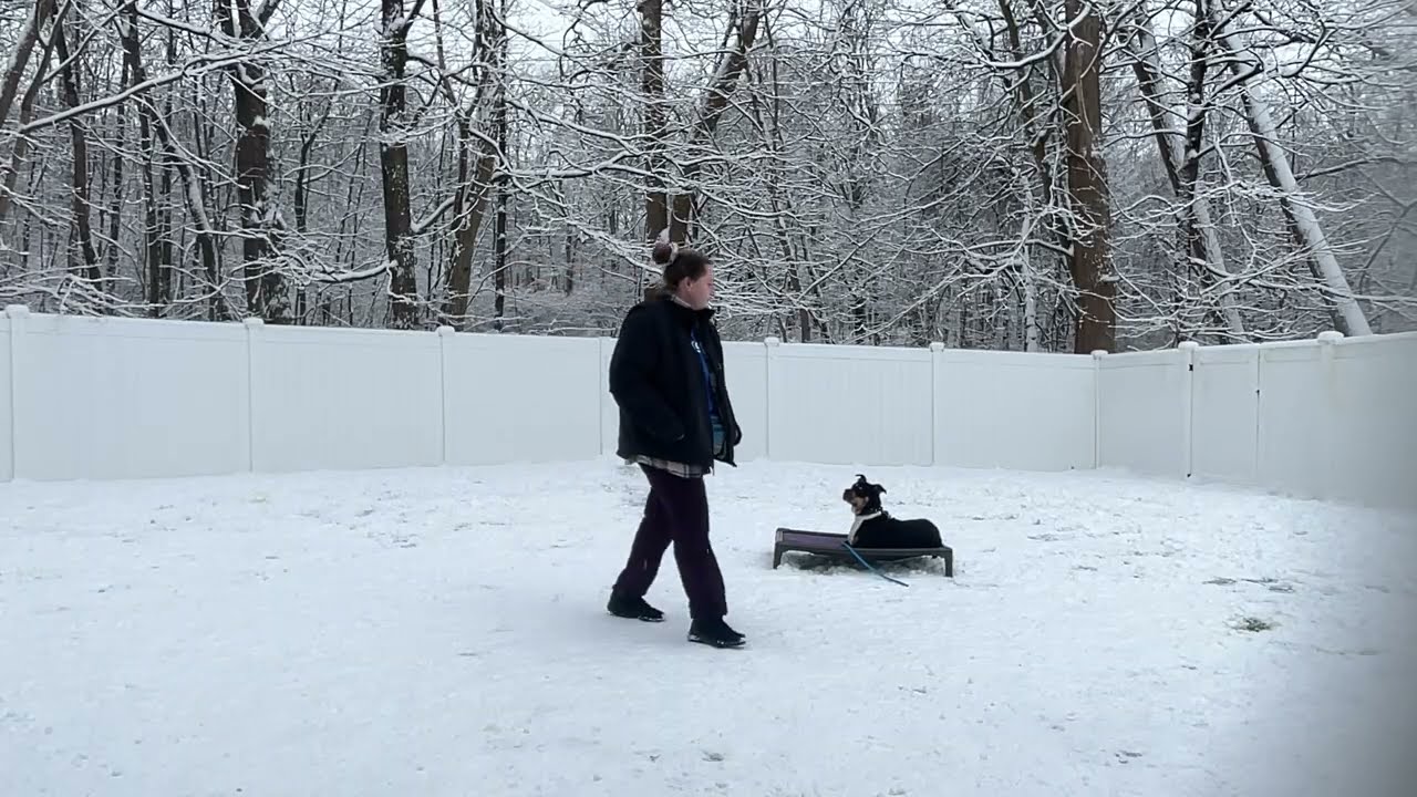 Edith- Working on leash walking, sit, look, place, down, come, and gentle