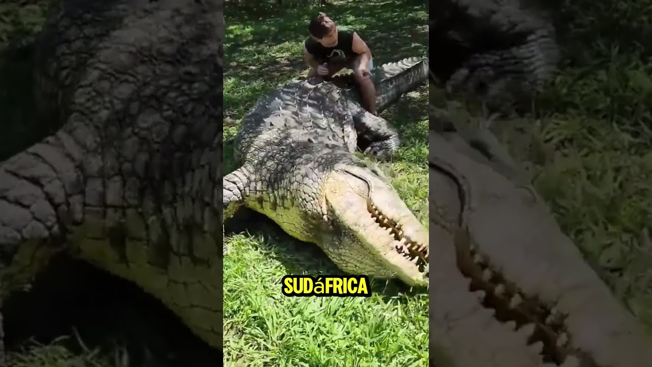 ESTE es el COCODRILO mas ANTIGUO DEL MUNDO  #curiosidades #shorts