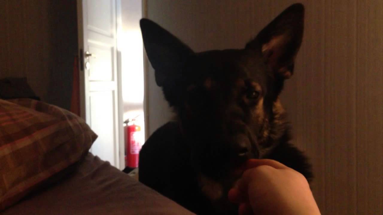 German Shepherd Wake up call
