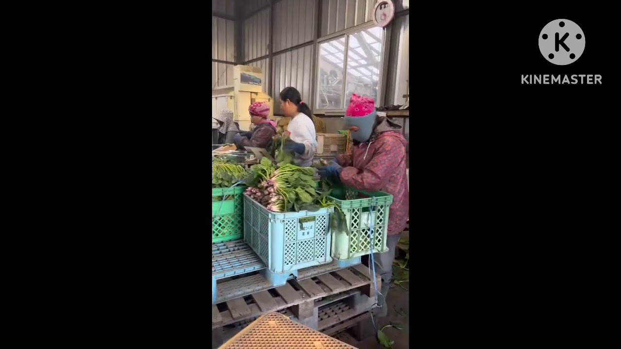 Horenzo(Spinach)@KOC FARM👩&zwj;🌾🧑&zwj;🌾