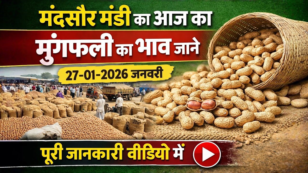 मंदसौर मंडी का आज का मुंगफली का भाव | Aaj Ka Mungfali Ka Bhav 27-01-2026 जनवरी 