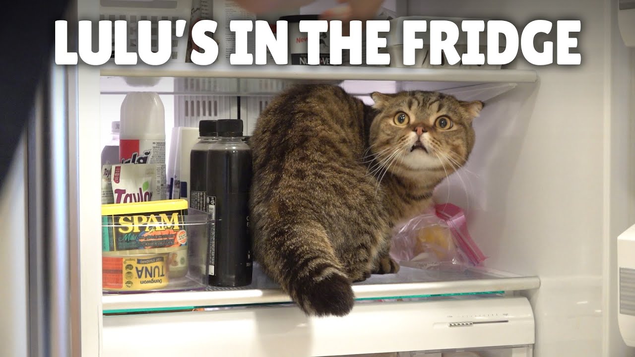 LuLu Knows How to Open the Fridge!ㅣKittisaurus