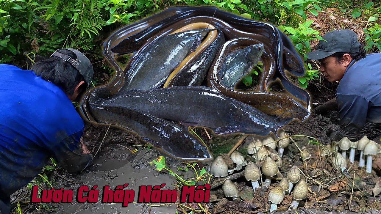 Bắt LƯƠN hấp Nấm Mối 