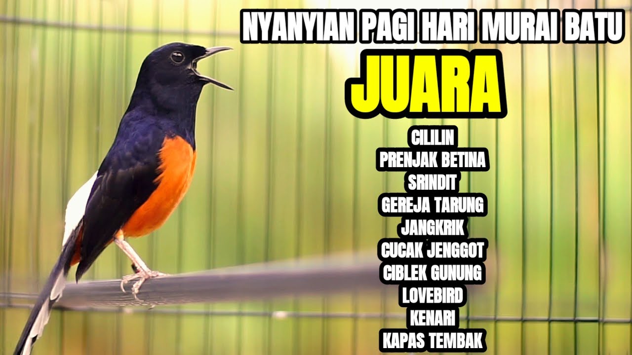 100% AMPUH DENGAN PANCINGAN MURAI BATU INI MERANGSANG EMOSI AGAR BONGKAR ISIAN