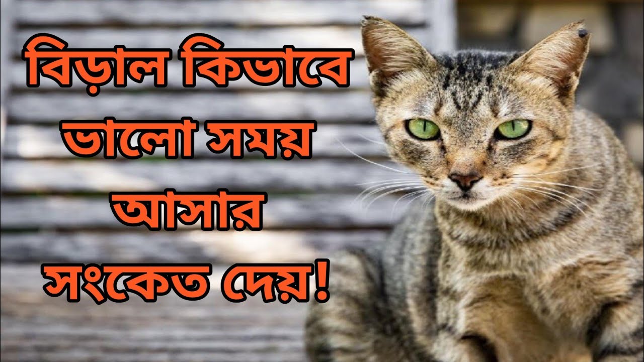 বিড়াল কিভাবে ভালো সময় আসার সংকেত দেয়! Cats Sign of good times