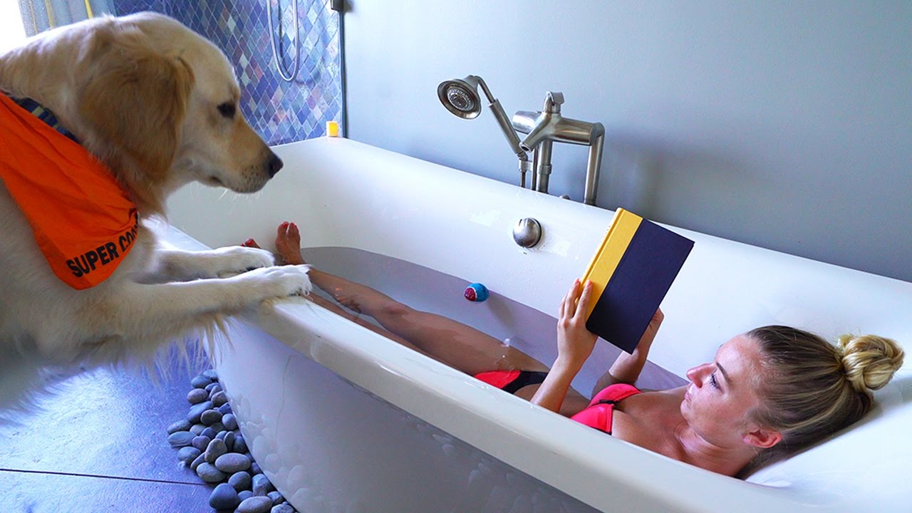 Life with a Golden Retriever