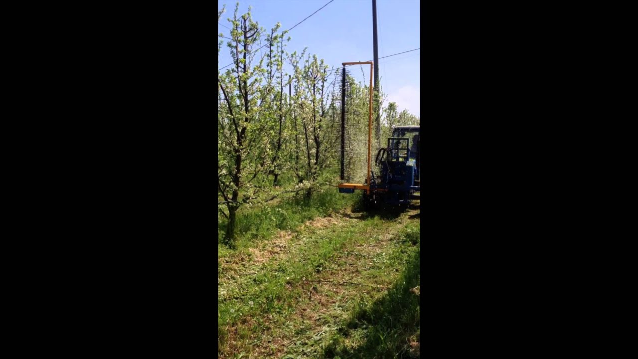 Dirado meccanico susine - Plums mechanical thinning