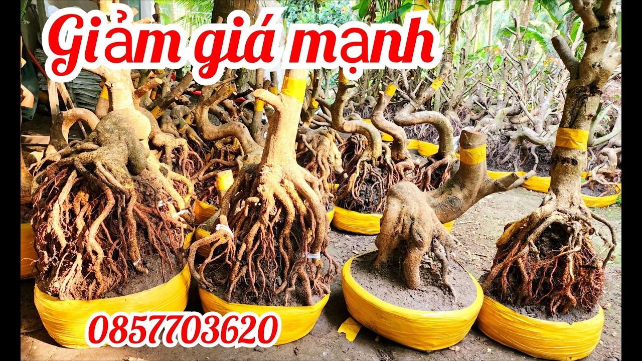 18/1 Chị Vân 0857703620 gl lô mai phôi bonsai dảo hạt Thủ Đức đế giảm giá mạnh |MaivàngThanhTâm
