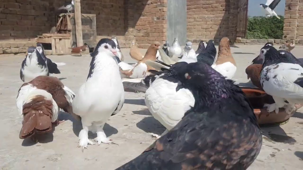 Sharazi Pigeons Ka Setup | Rangdar Kabootar
