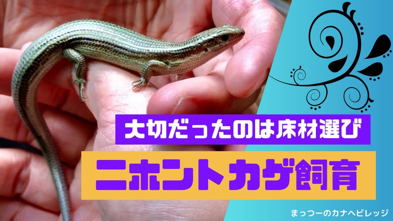 １年飼ってわかったニホントカゲ飼育🦎習性に合わせた飼育環境作り。