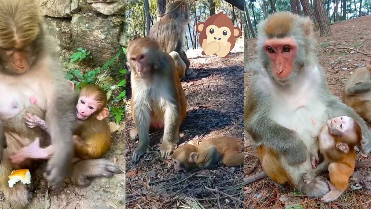 The baby monkey cried loudly next to its mother monkey but the mother monkey didn't care about it.
