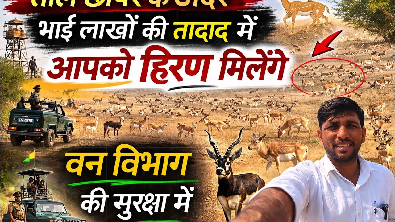 ताल छापर में लाखों की तादाद में हिरण 🦌 | वन विभाग की सुरक्षा में अनोखा सफारी अनुभव #vlogs 