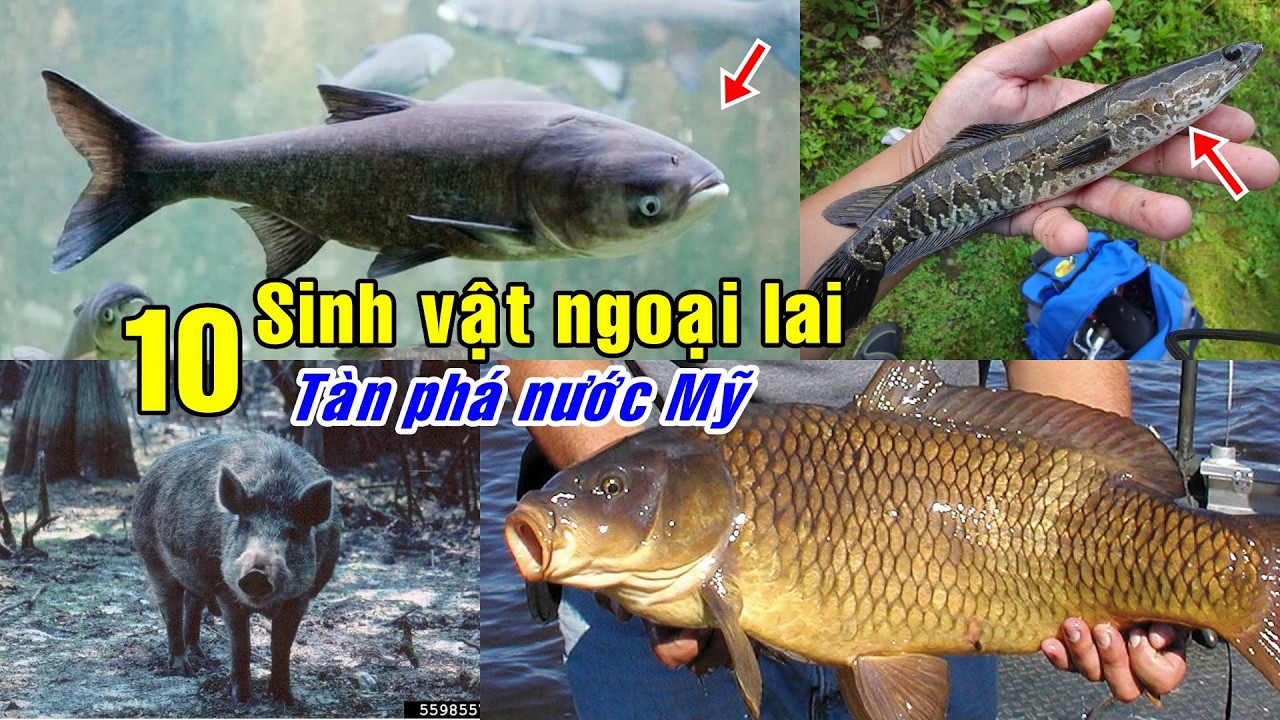 9 loài sinh vật ngoại lai tàn phá nước Mỹ | 9 Invasive Species Devastating the United States