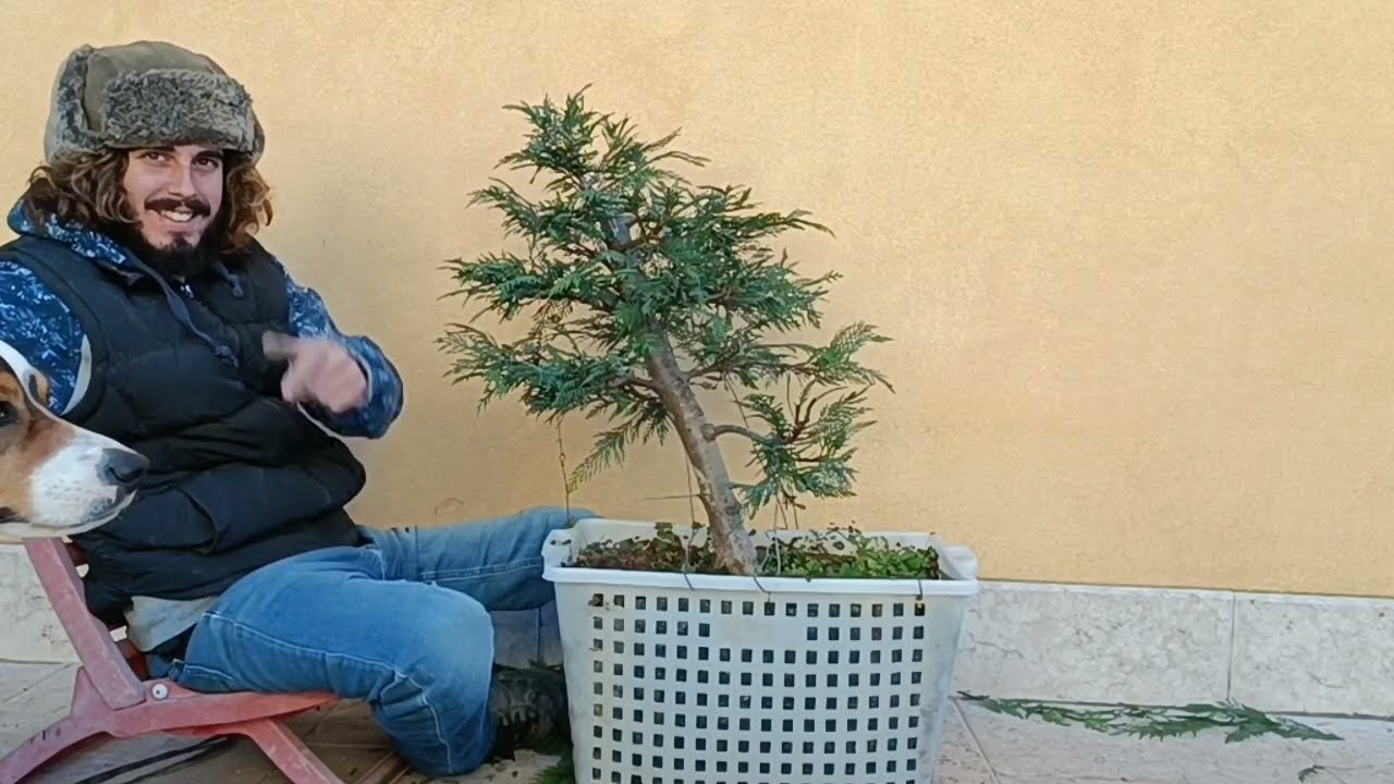 Bonsai - Cipresso bonsai potatura invernale
