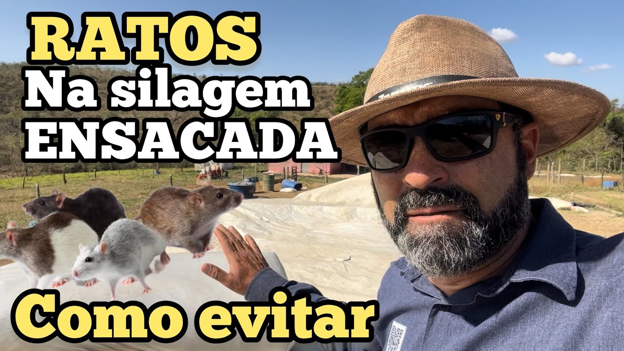 COMO EVITAR RATOS NA SILAGEM ENSACADA