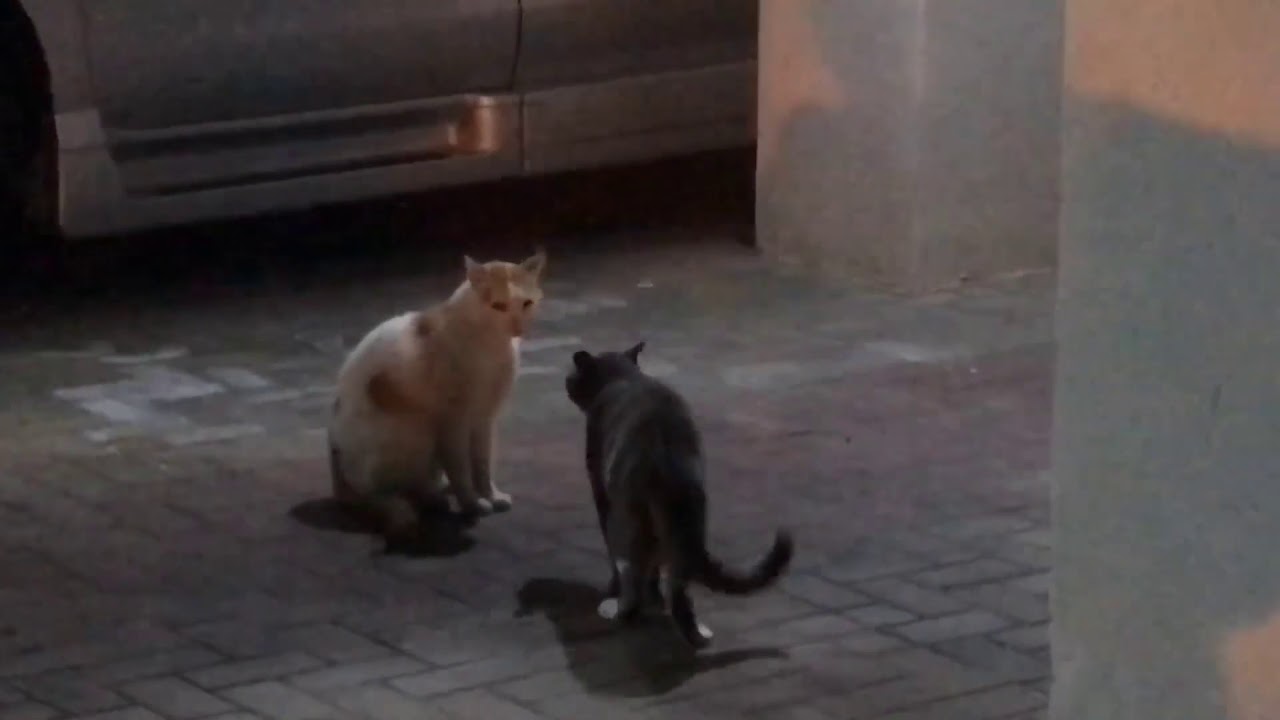 Cats screaming at each other before fight