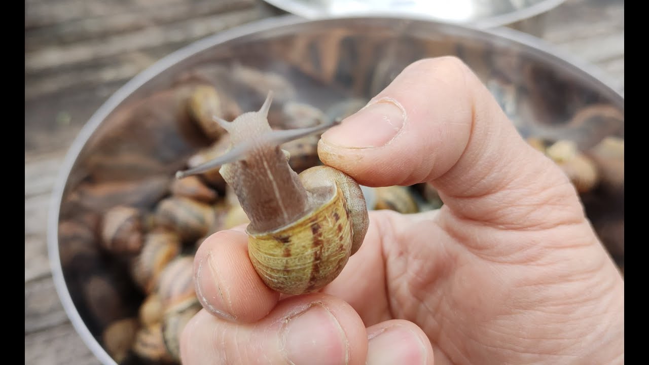 Как приготовить улиток
