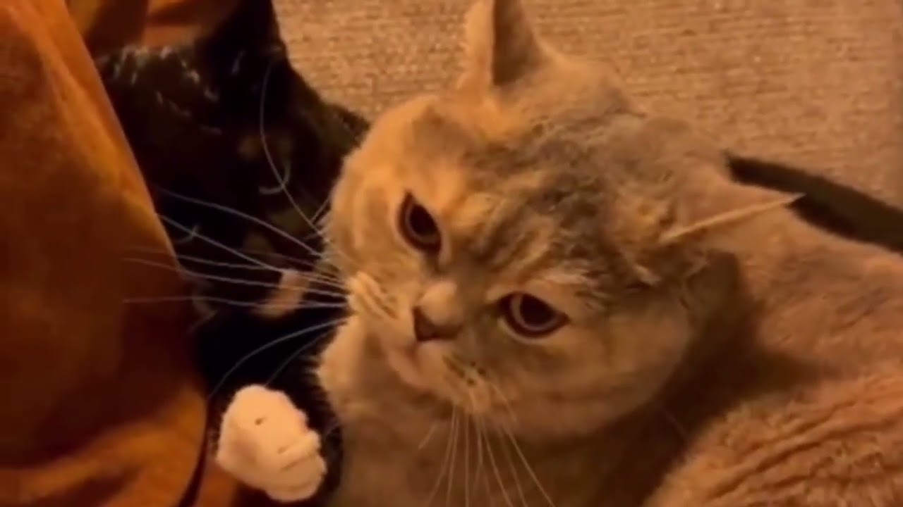The Cat Battle Movie (Sorry for the bad quality)