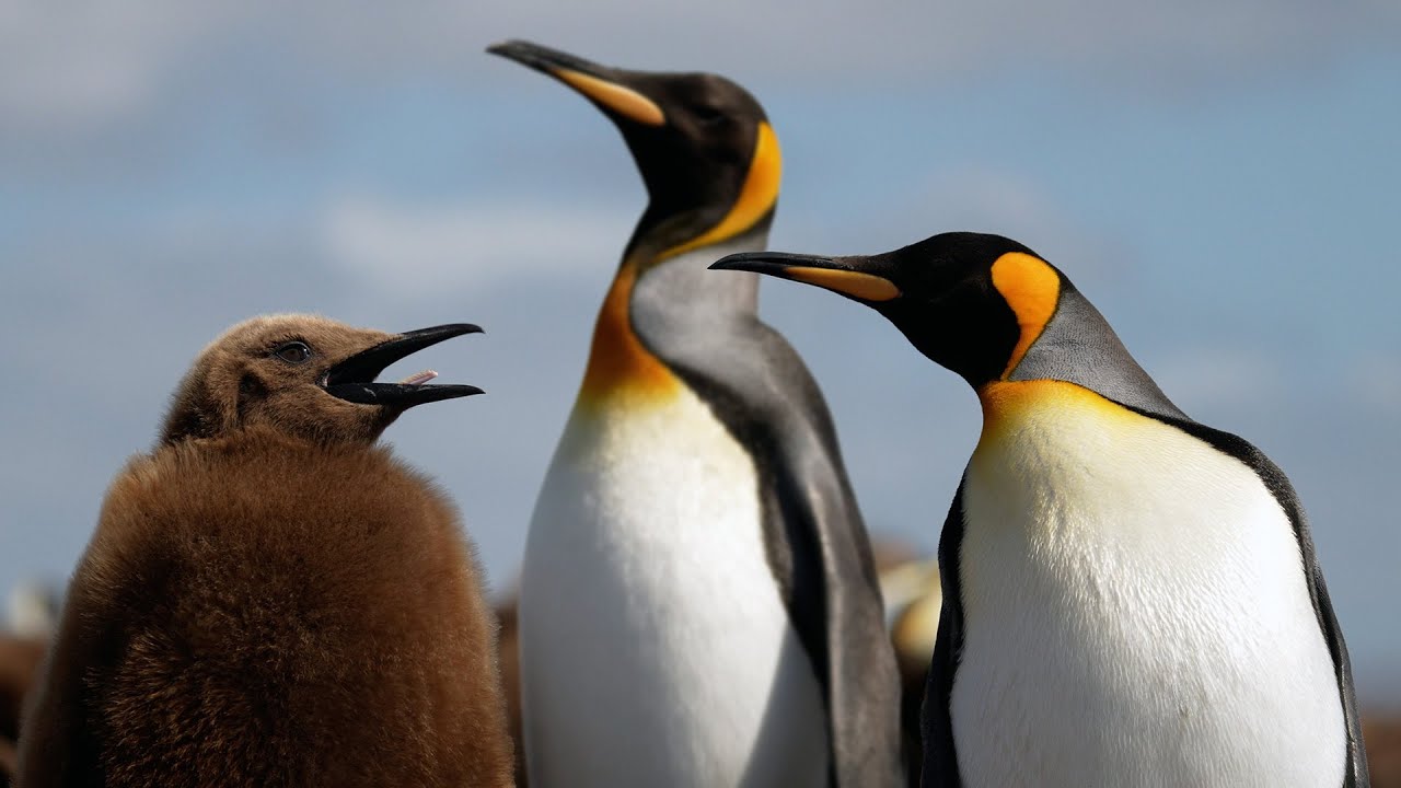 Penguin Paradise: Wildlife of Antarctica, South Georgia & Falklands | 4K | Robert E Fuller