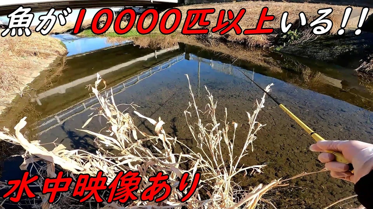 ヤバいここに魚が10000匹以上いるぞ！！！