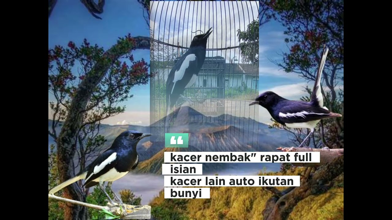 Terapi kacer ngelpong dan nembak