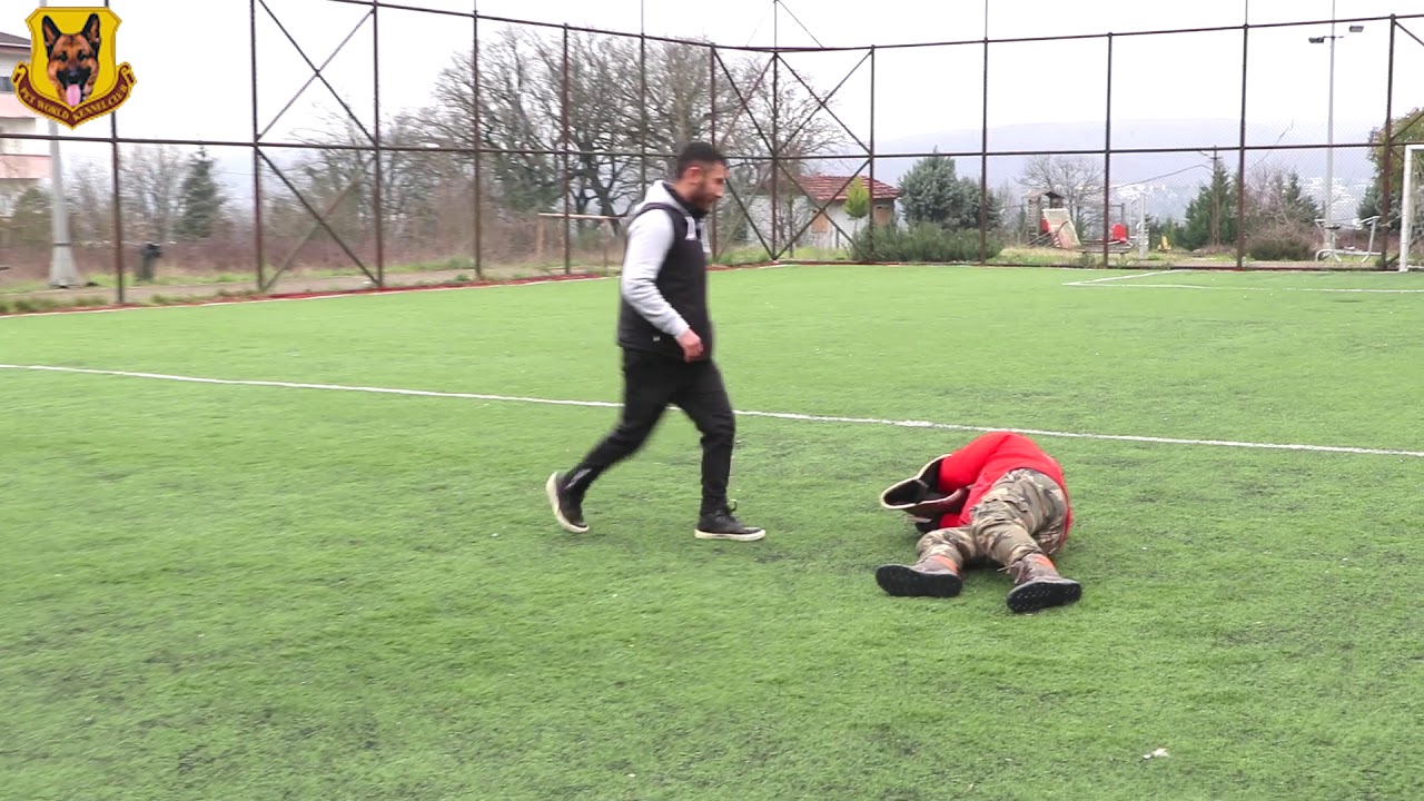 Alman &Ccedil;oban K&ouml;peği Bodyguard ve Alan Koruma &ccedil;alışması