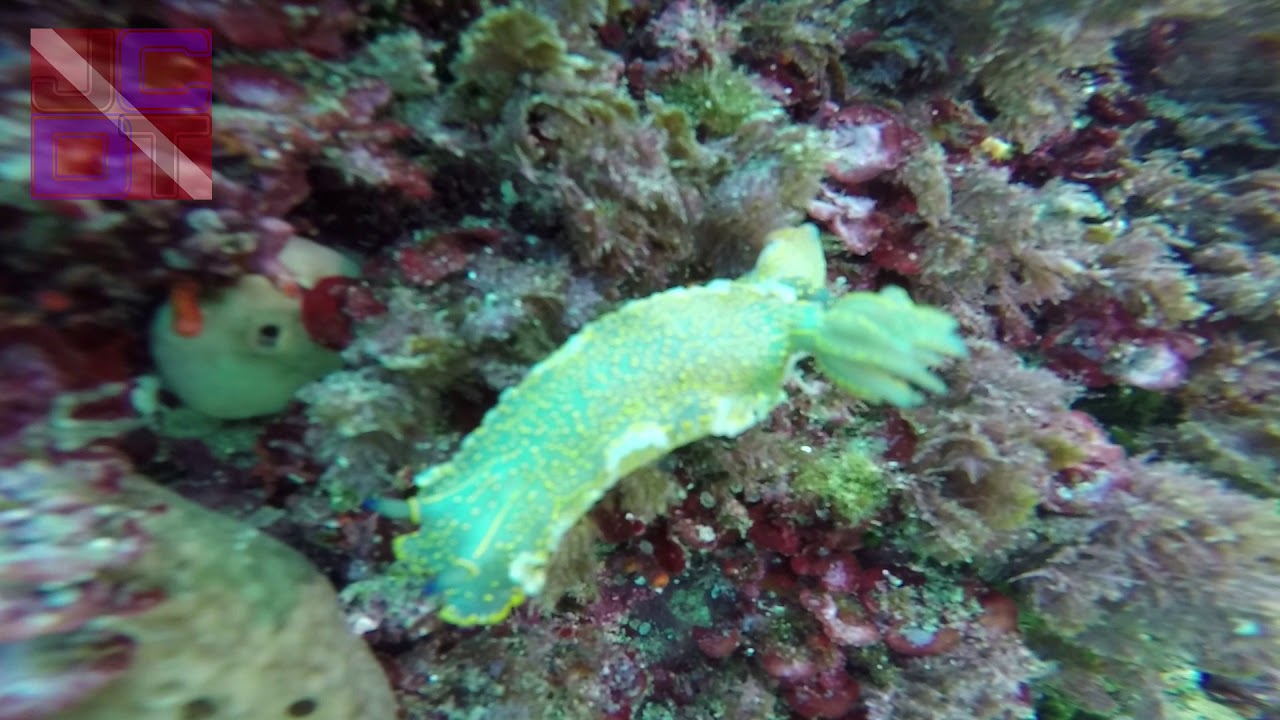 Mallorca Wildlife