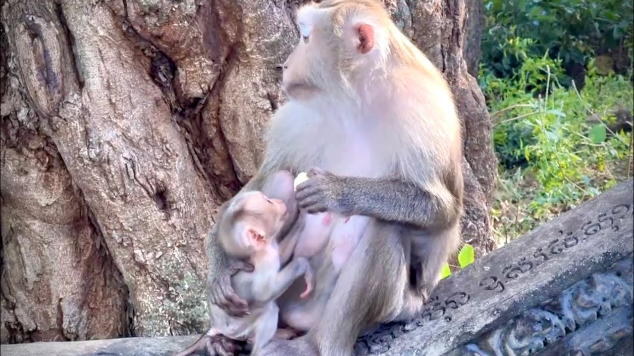 The Mother Monkey Is Playing Happily With Her Baby