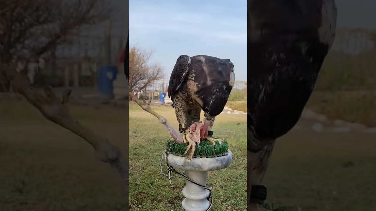PEREGRINE FALCON FEEDING CHICKEN 🐔🍗🔥🔥🔥 #birds #wildlifeentertainment #birdofprey #wildlife #falcon