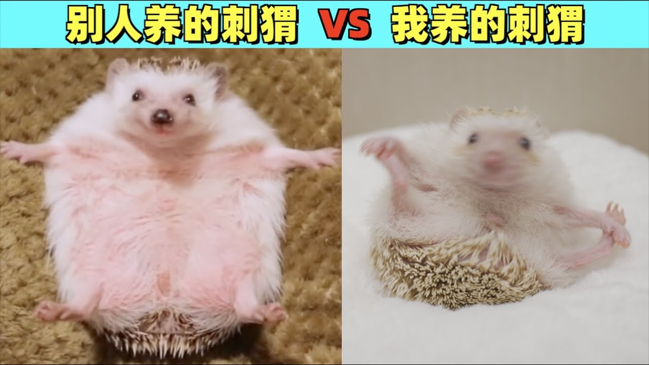 养了大半年，为什么我的刺猬越来越嚣张了！