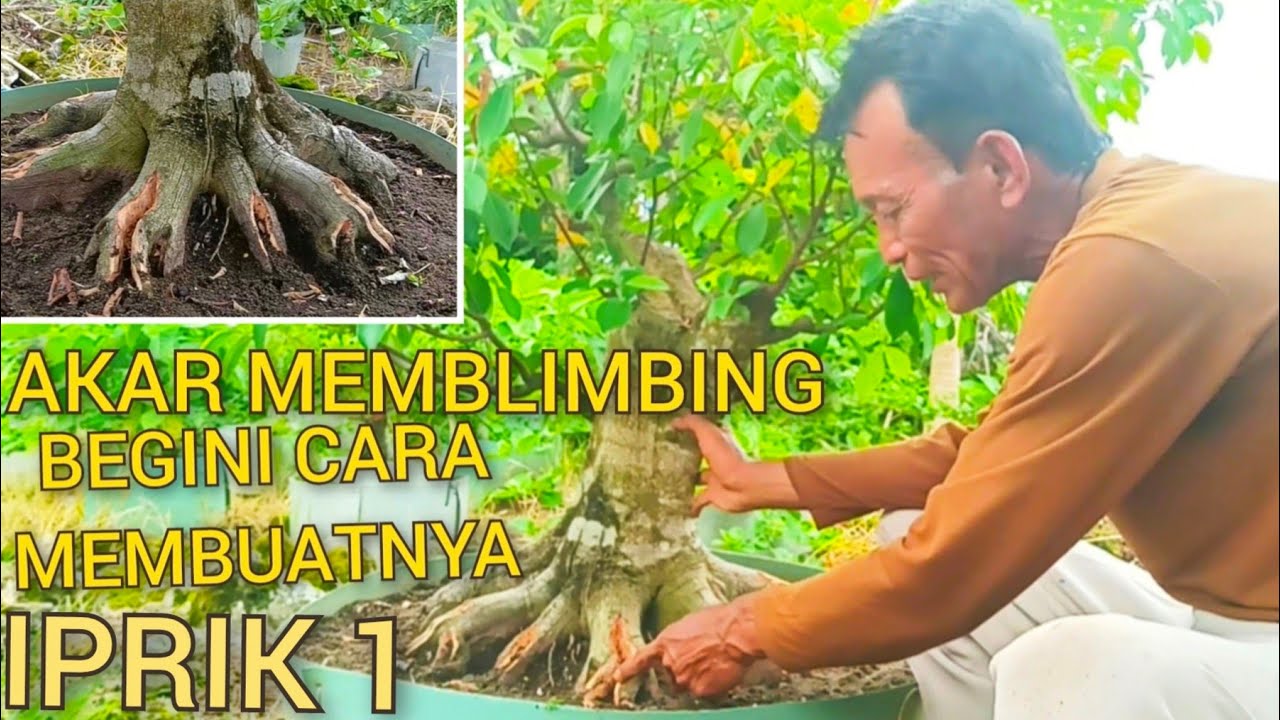 AKAR MEMBLIMBING, BEGINI CARA PROSESNYA@mahkotabonsai#belajarbonsai#bonsaitree#bonsai
