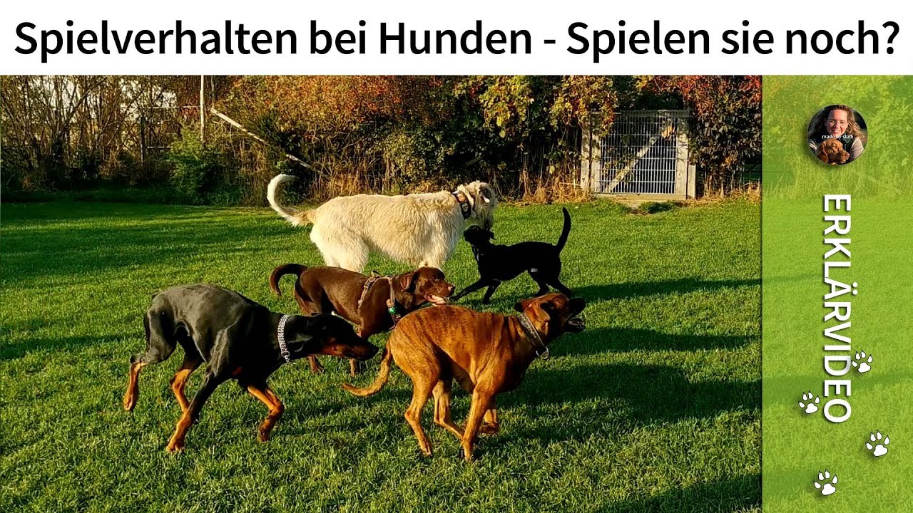 Spielverhalten bei Hunden ➡️ Hunde spielen miteinander ➡️ Spielen sie noch? ✔️
