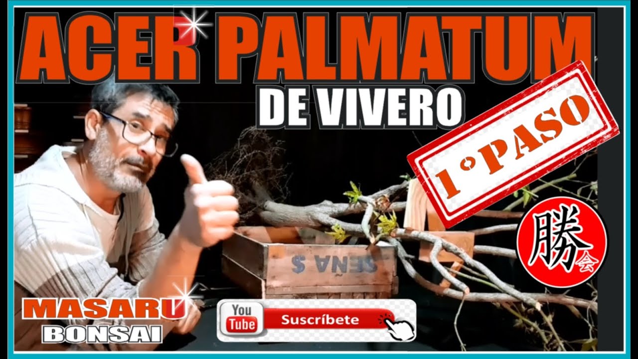 COMO TRASPLANTAR UN ACER PALMATUM DE VIVERO - EL PRIMER PASO PARA FORMAR UN BONSAI