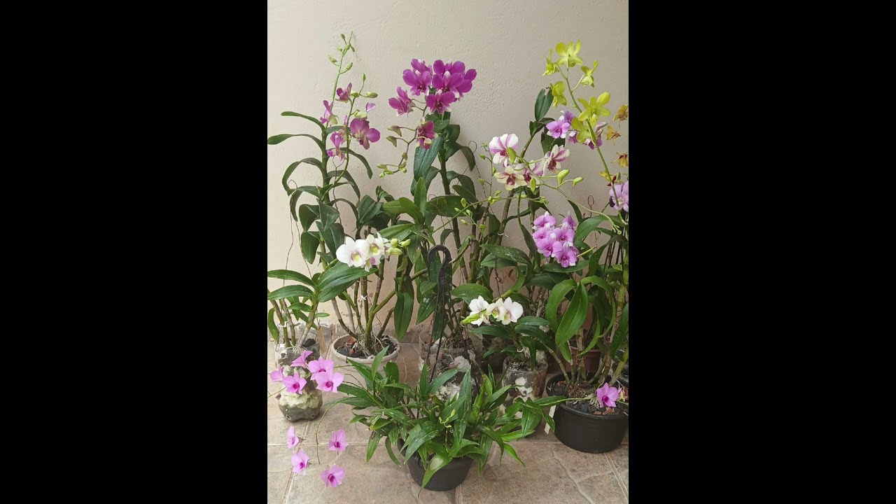 Orquideas denphal com lindas florações 
