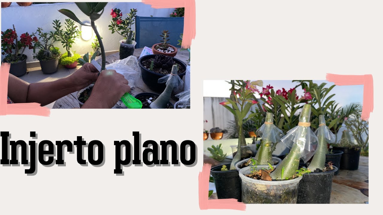 Injerto plano de rosas del desierto