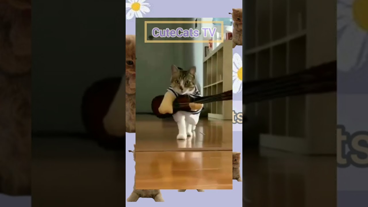 INTM Parody Kucing Runway Challange 