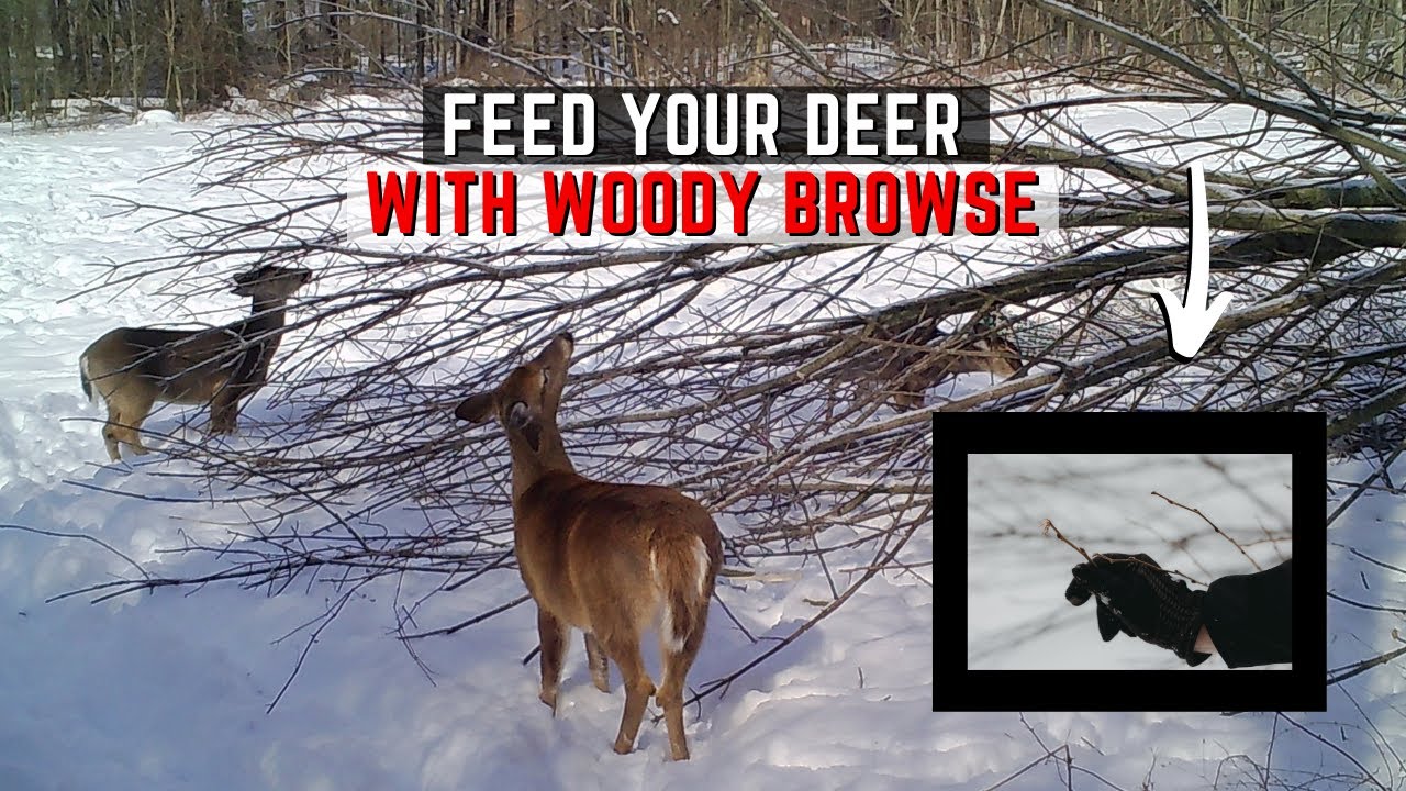 Feeding Deer With Woody Browse - Bring A Healthy Herd Into Spring