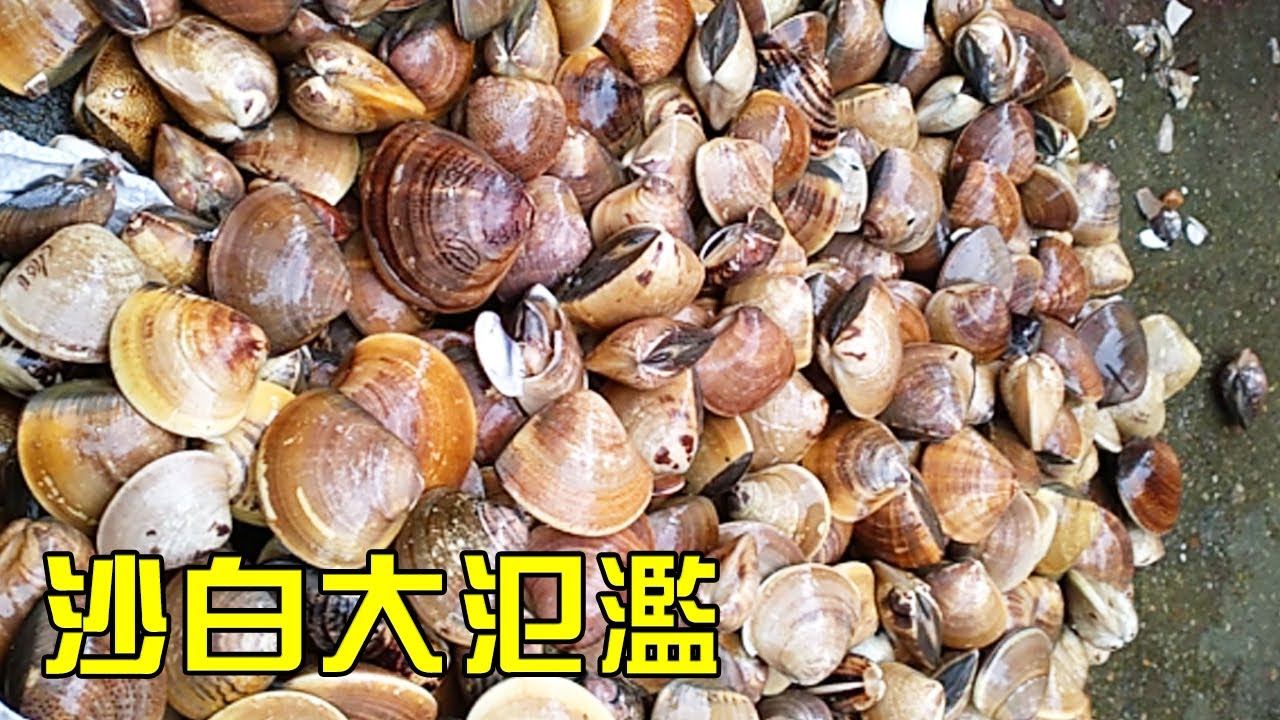 【猛貨合集】海邊沙白遍地都是，村民全都跑去搶著撿！小漁撿滿了好幾桶！【漁小仙】