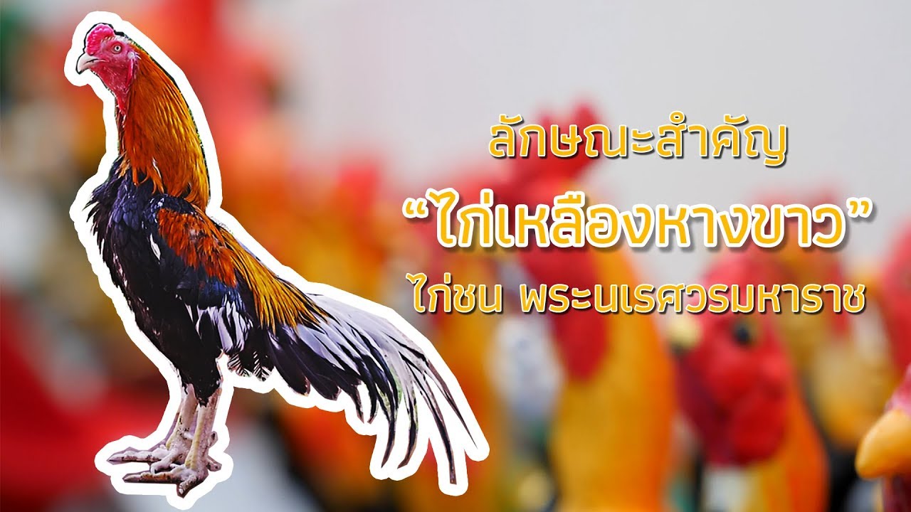 Agalico Oh History of Kai Lueng Hang Khao : ไก่พันธุ์เหลืองหางขาว