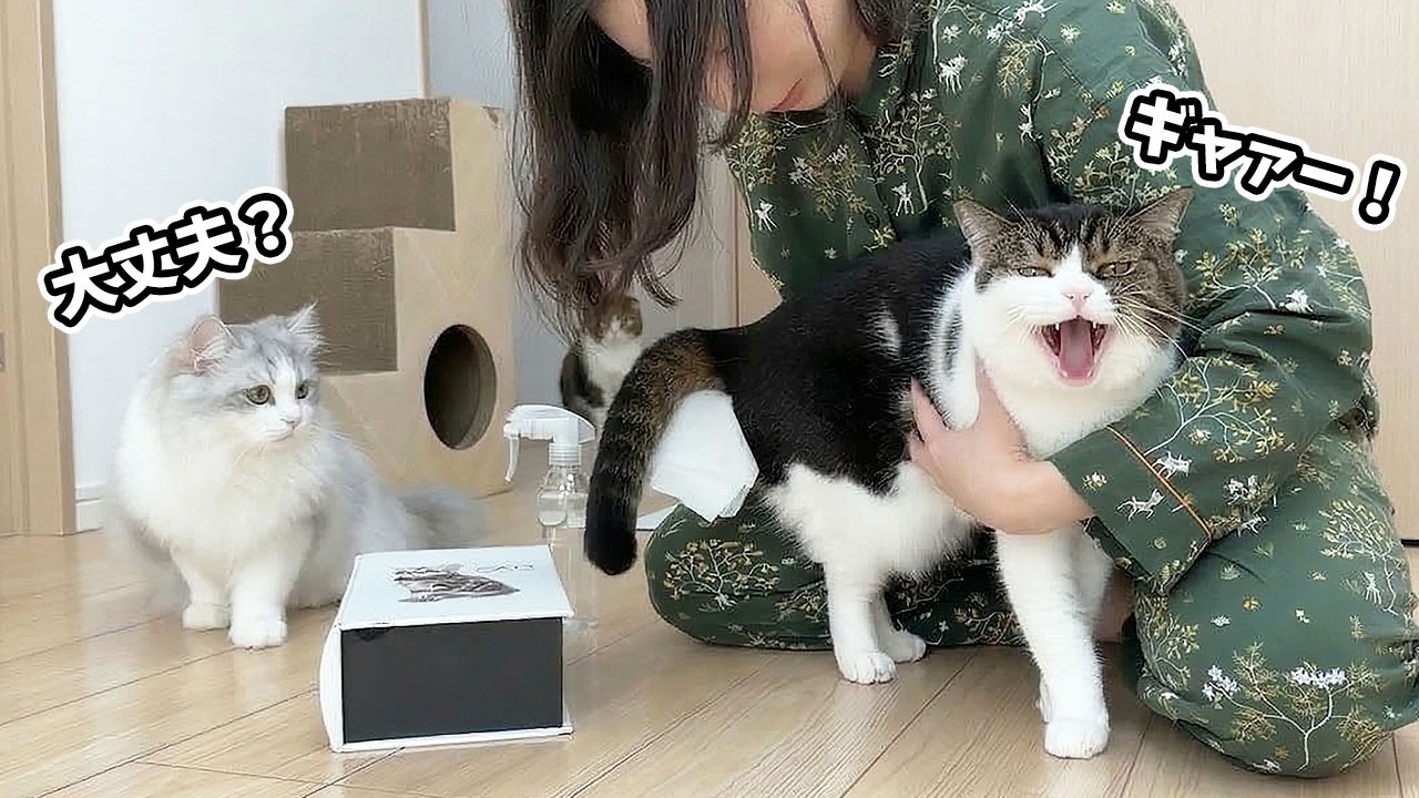 肛門腺を絞られて落ち込む兄猫を心配する子猫が可愛い！