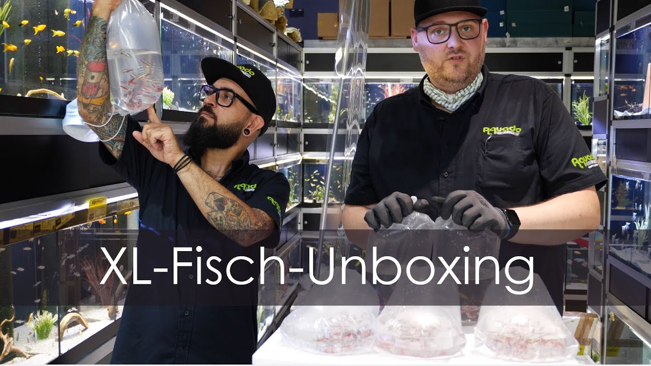 Fisch-Unboxing - Wir bekommen neue Fische | Aquado-Zoo Dortmund